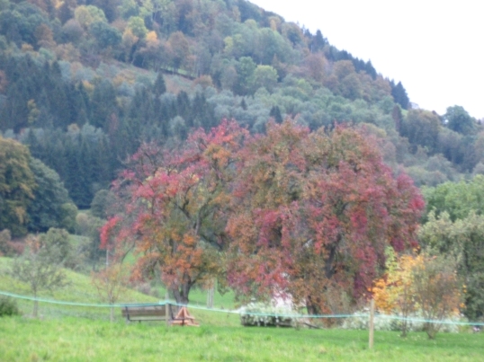 Autumn landscape in the Saleve.