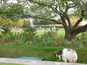 Jardin des Tuileries. The goat in front of the Louvre.